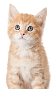 ginger kitten