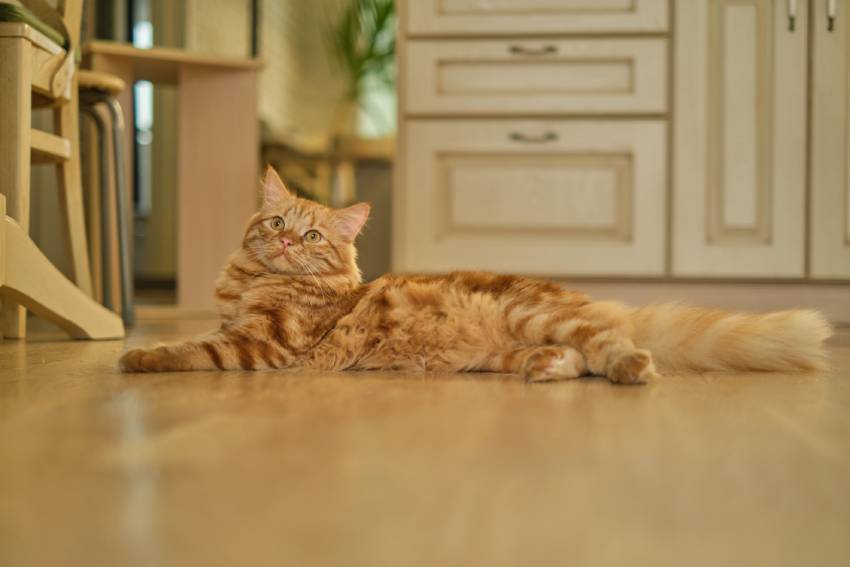 ginger cat lies relaxed on a warm wooden floor