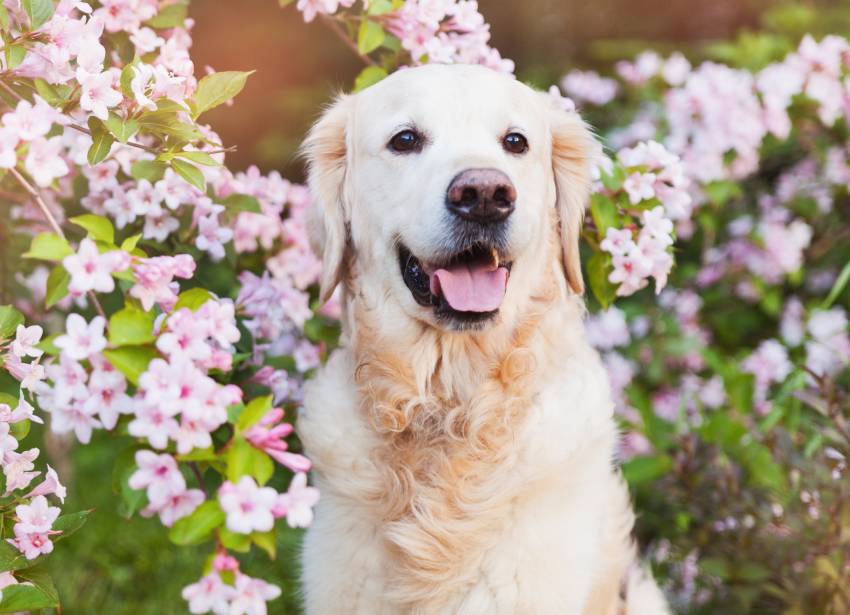 golden retriever dog