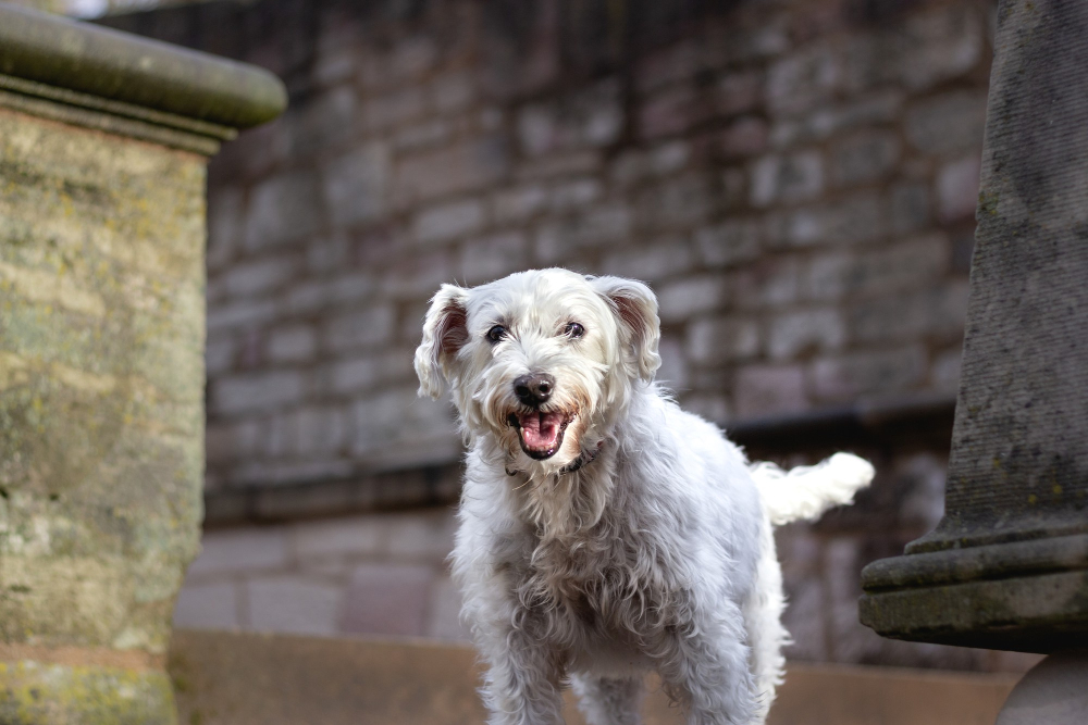 Closeup shot of a white dog standing in front of a wall