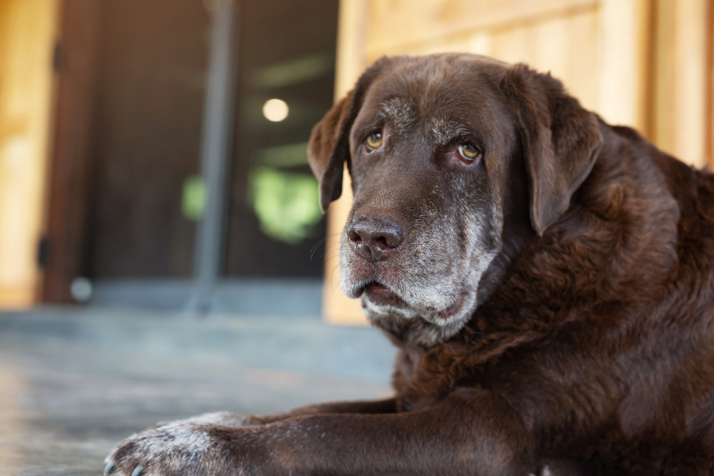 Dog looking up with lonely eyes