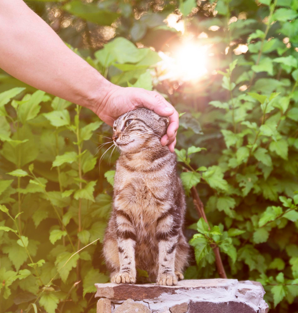 hand holding cat against plants