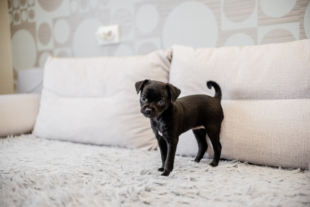 Black puppy toy terrier sitting on a sofa and playing