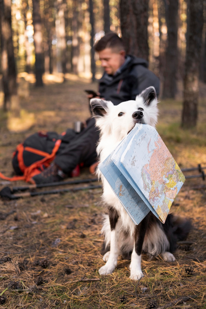 Dog holding a map with his mouth