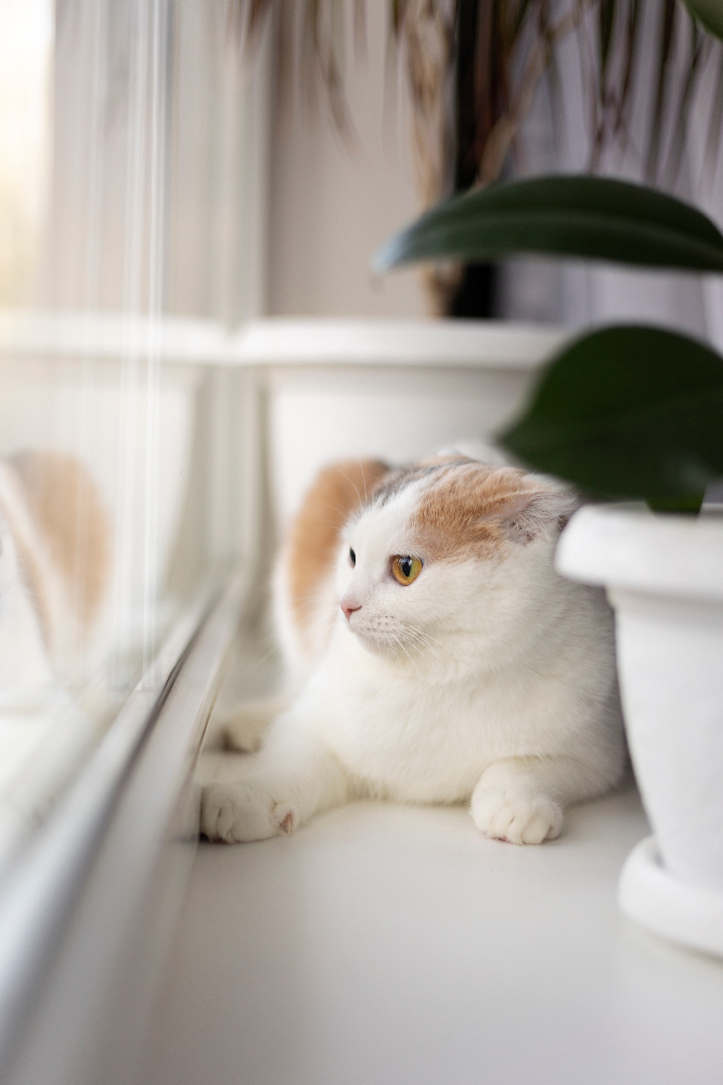 Close up portrait on beautiful cat