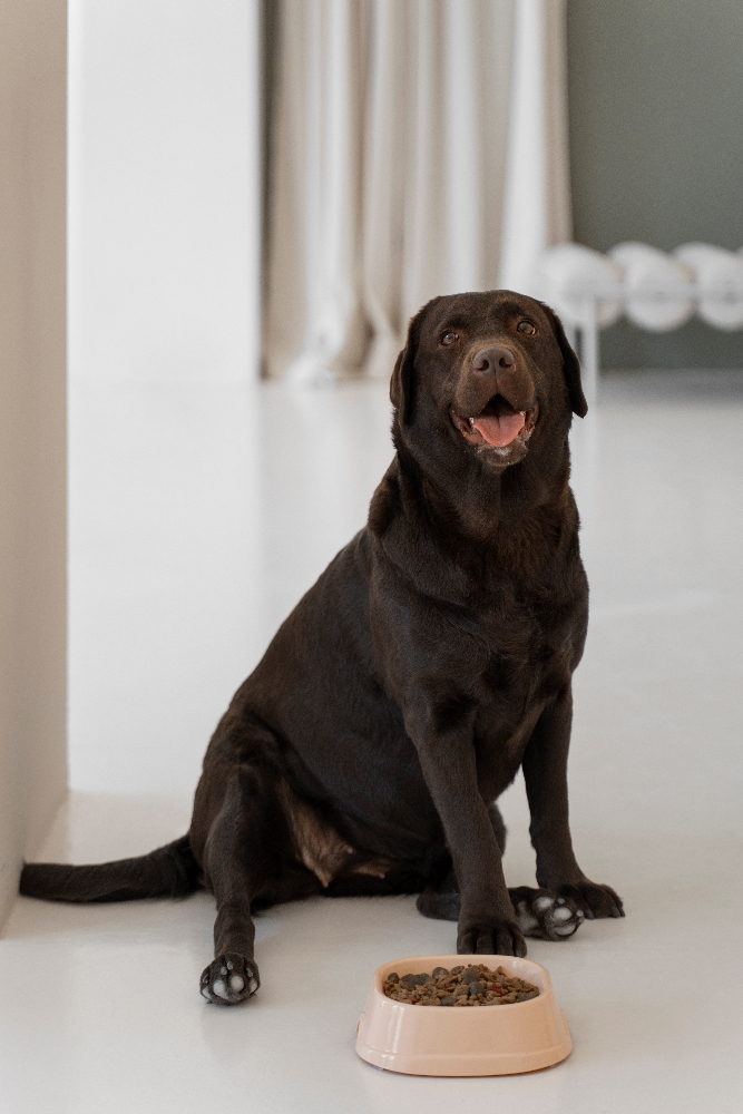 Beautiful dog with nutritious food