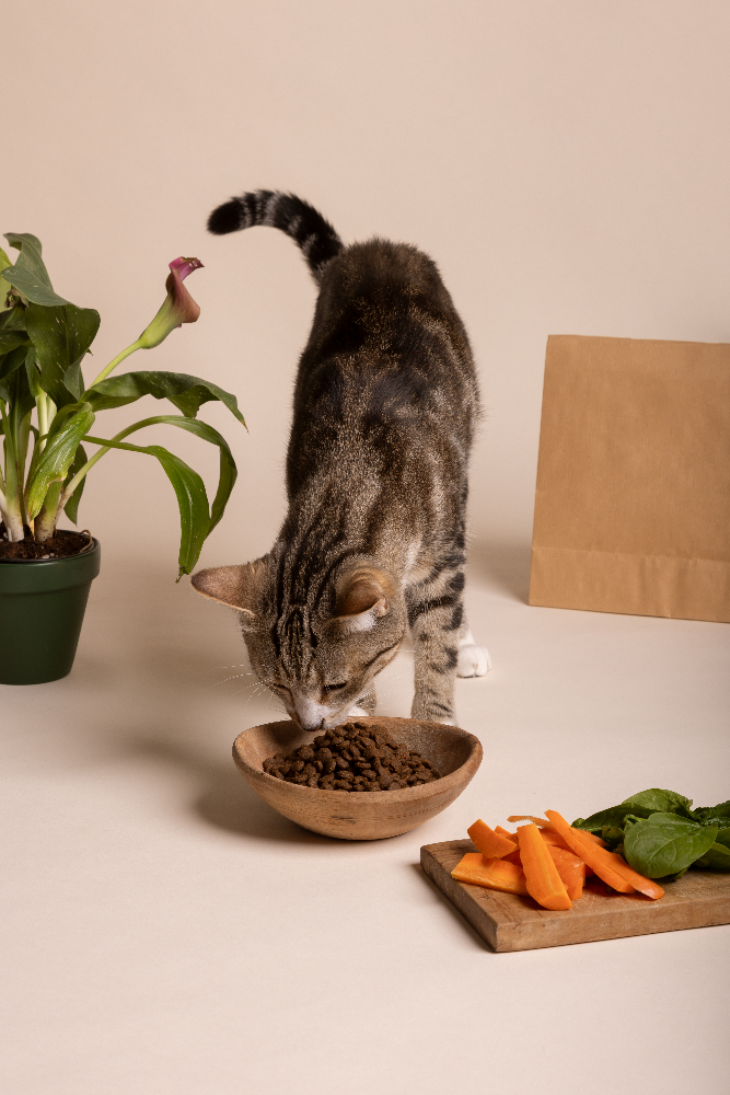 View of cat eating food from a bowl.