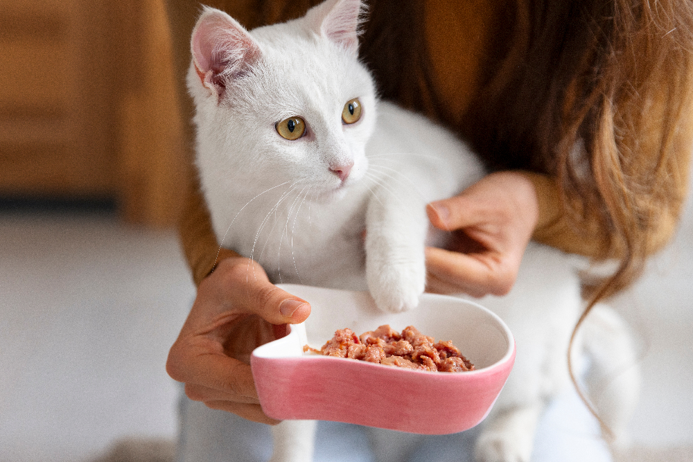 beautiful white indoor cat with owner