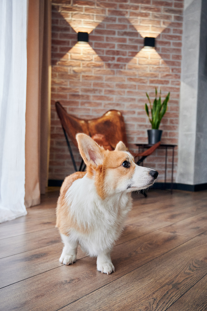 Adorable Corgi dog standing on the floor