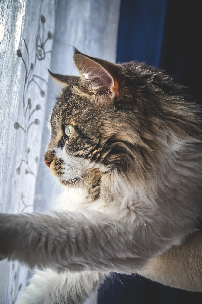 Vertical shot of a cute fluffy cat