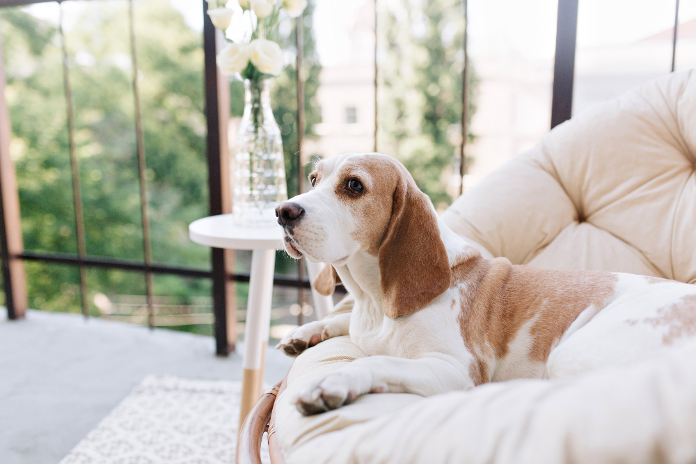 dog seated in a couch