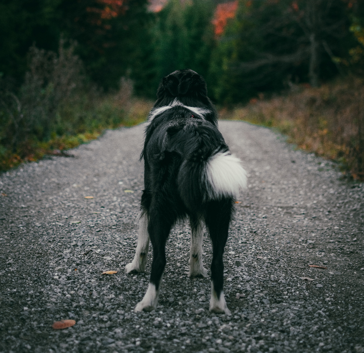 border collie ready to walk