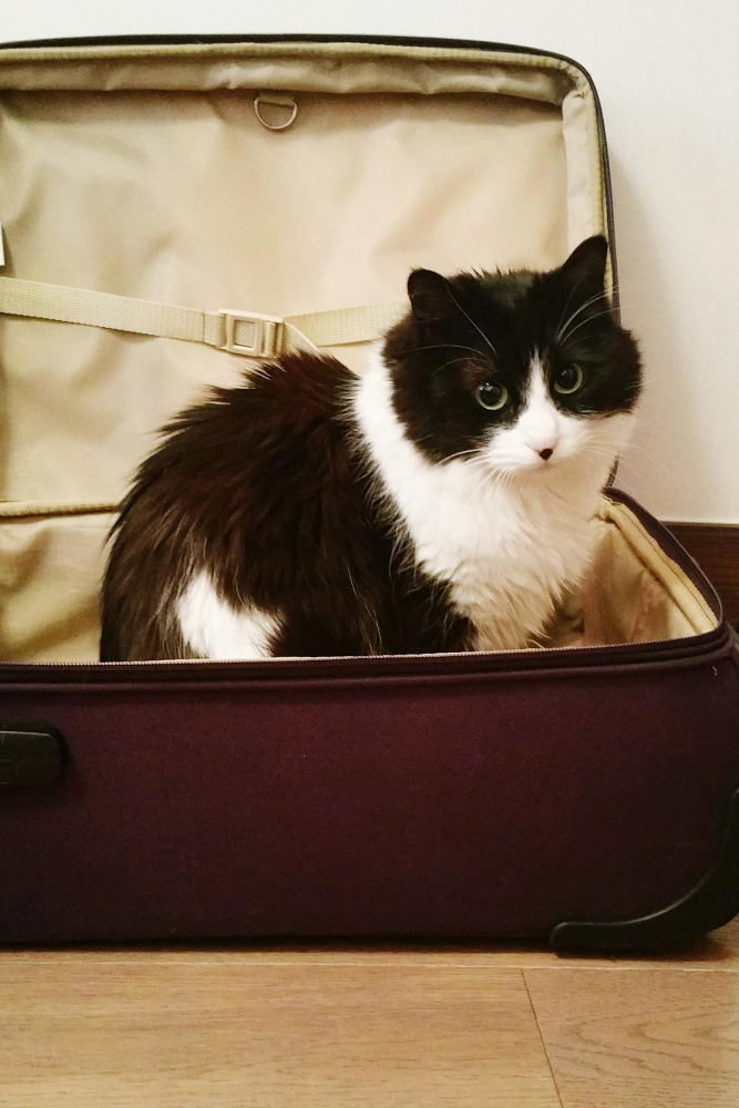 Portrait of cat in suitcase at home