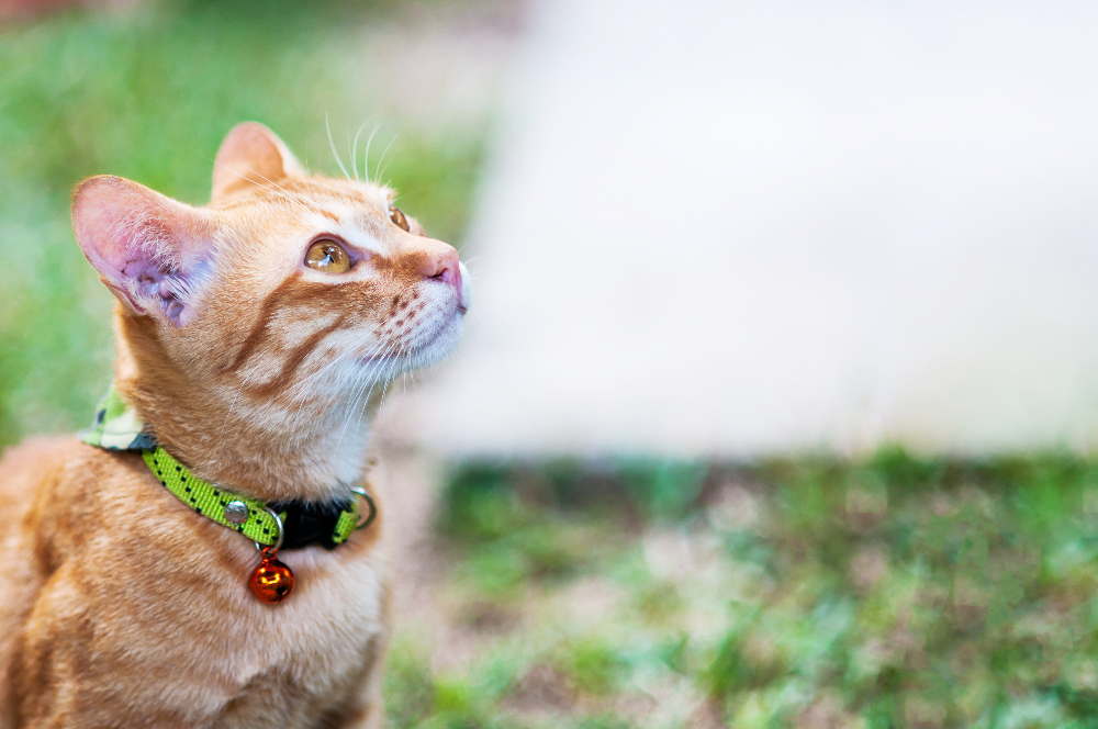 Lovely brown domestic cat in green garden