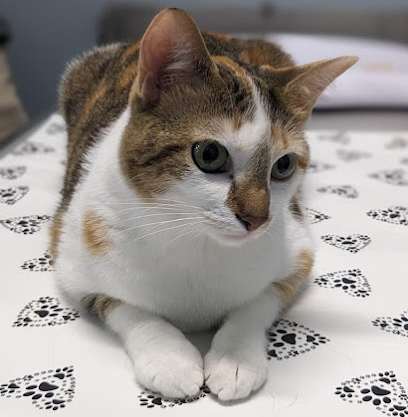 cat sitting on a white blanket