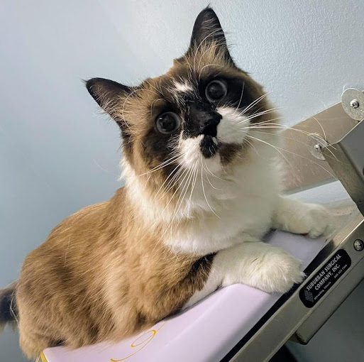 cat in veterinary