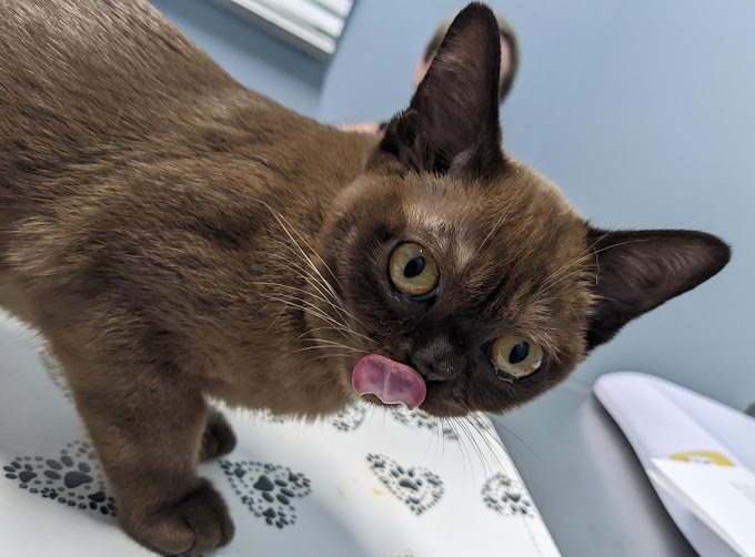 cat showing its tongue