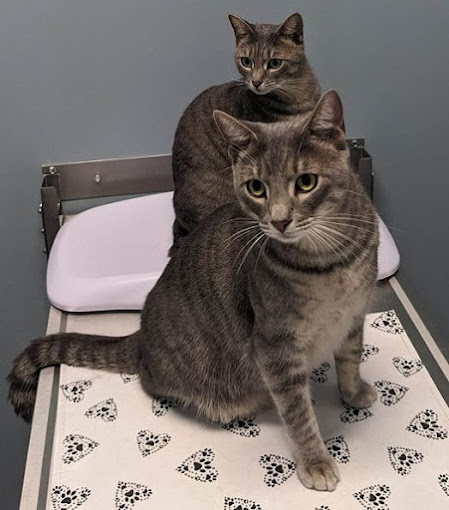 two cats looking at the camera