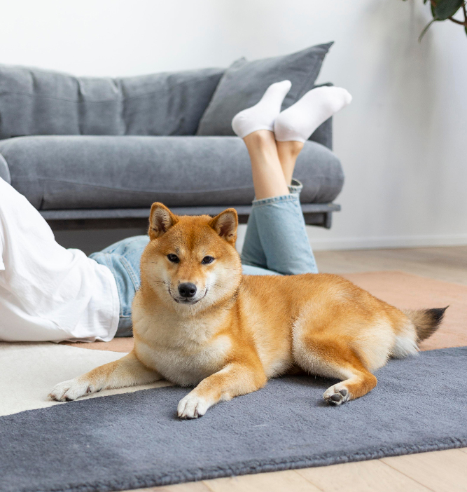 Dog next to a woman