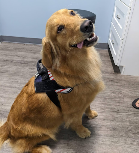 Smiling labrador