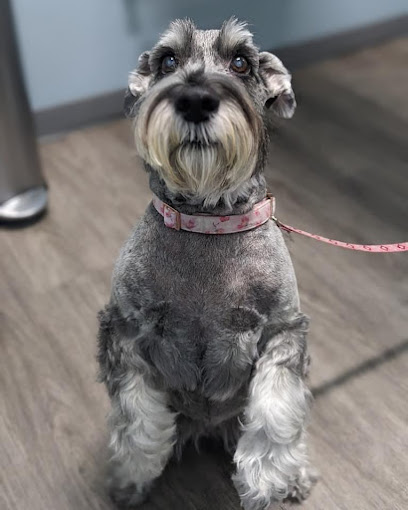 cute schnauzer