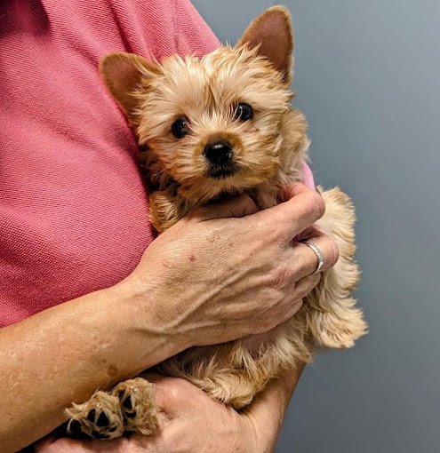 Puppy Dog with Veterinarian