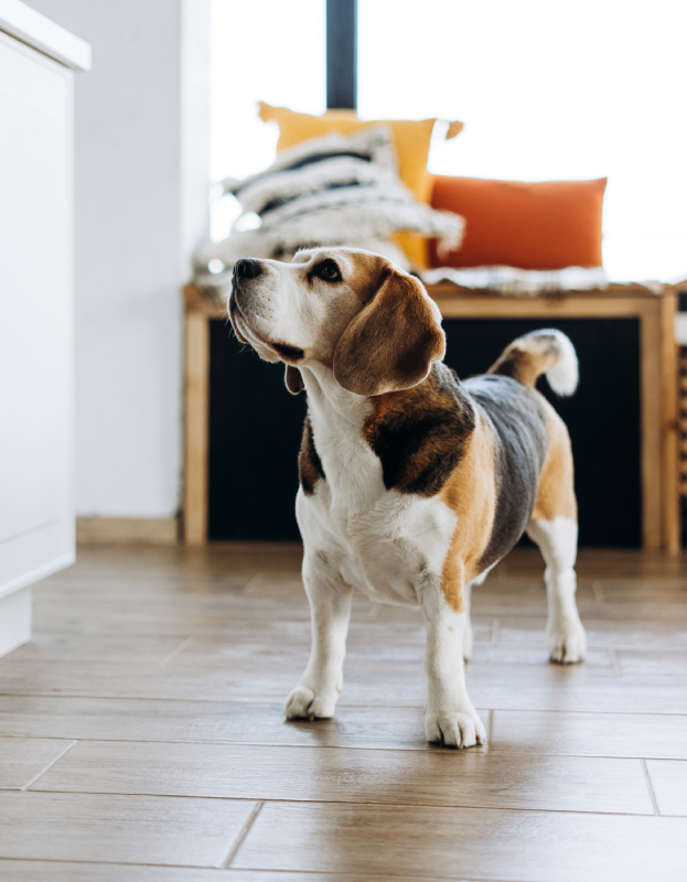 beagle dog standing on modern wooden floor looking