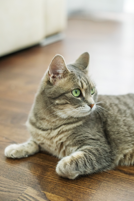 beautiful cat lying on floor concept of pets