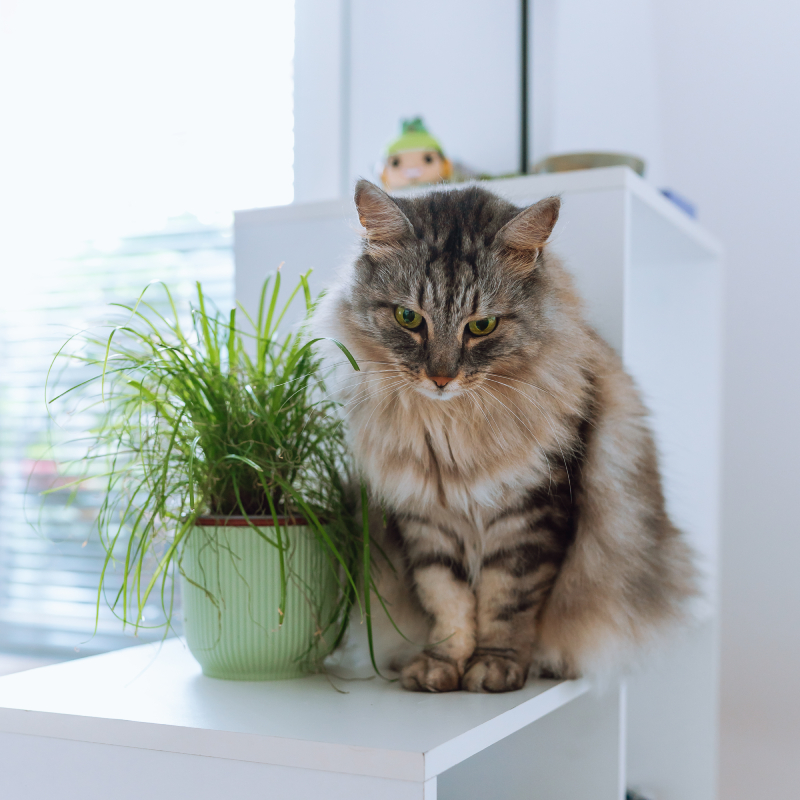large domestic gray cat sits next to cat grass in